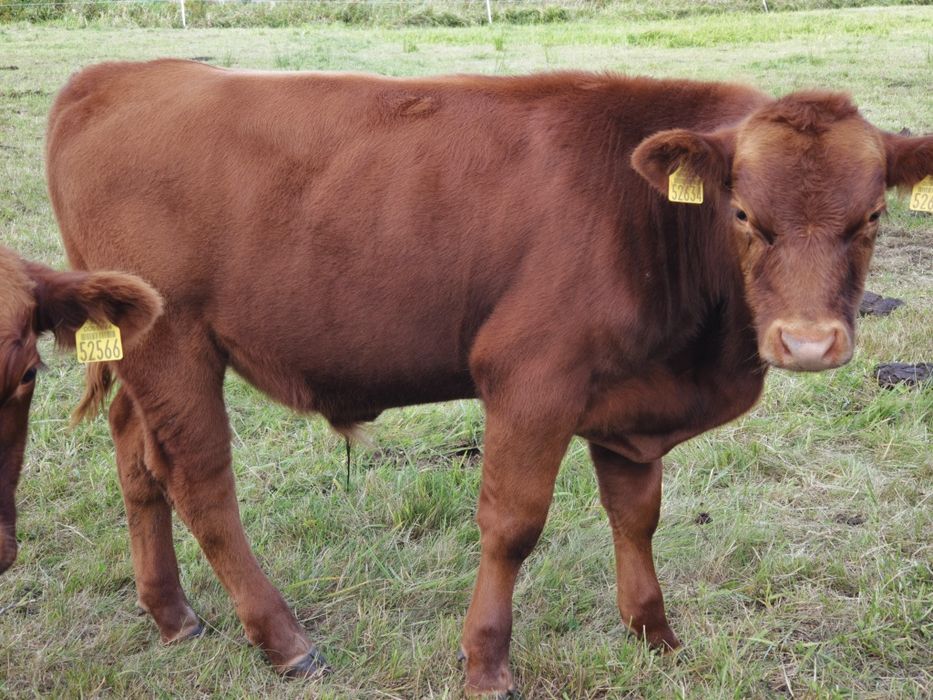 Buhaje mięsne Angus Czerwony, byk, odsadek, pod oceną
