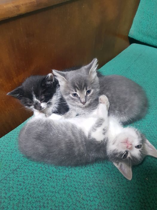 вітдам кошенят  в гарні руки