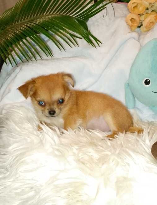 Chihuahua długowłosy chłopiec