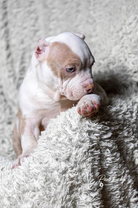 Голубоокий хлопчик , 2,5 міс