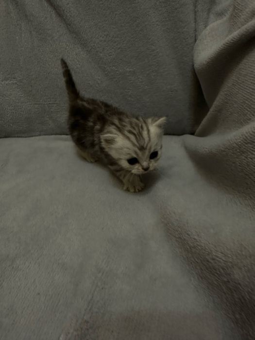 бронювання кошенят