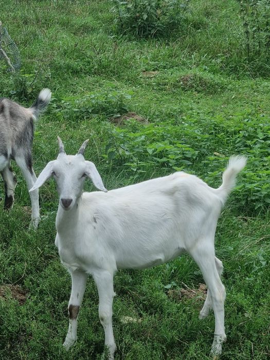 Koźleta Anglonubijskie