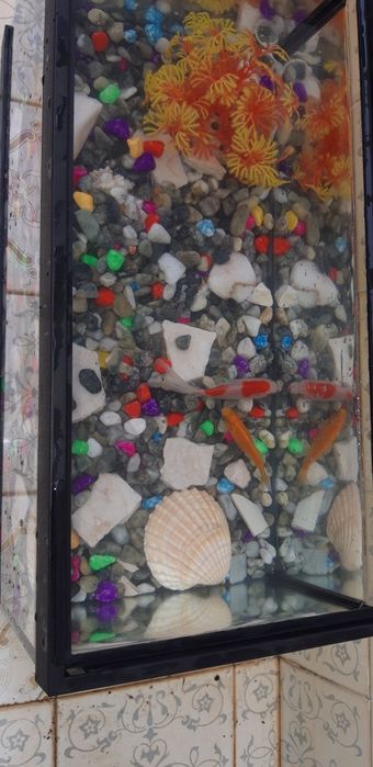 Aquario com peixes e Decoração