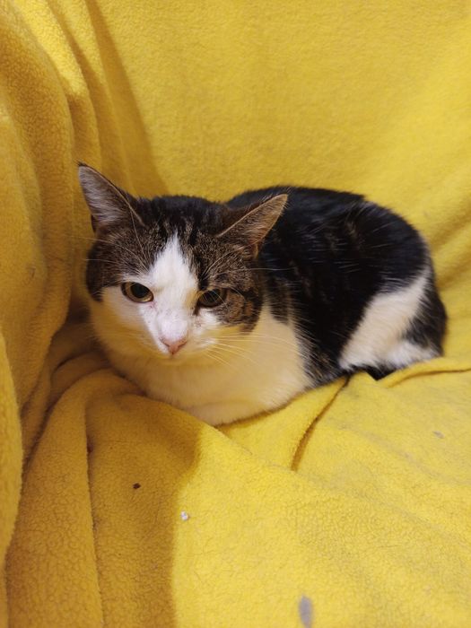 Wysterylizowana kotka szuka domu niewychodzącego