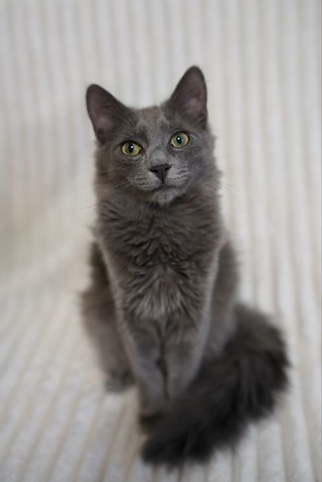 Метис нібелунга молодий кіт