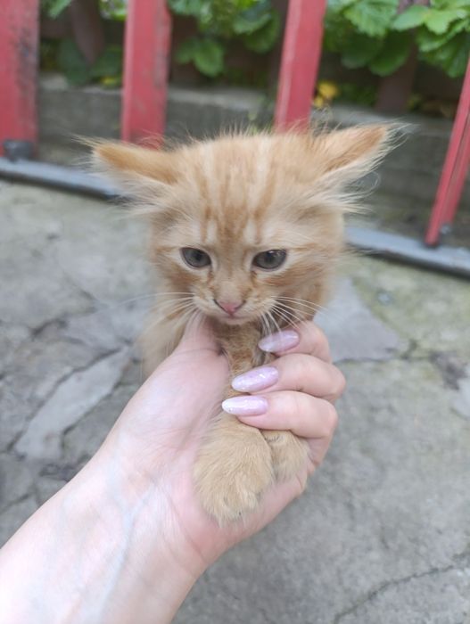 Віддам котиків у добрі руки