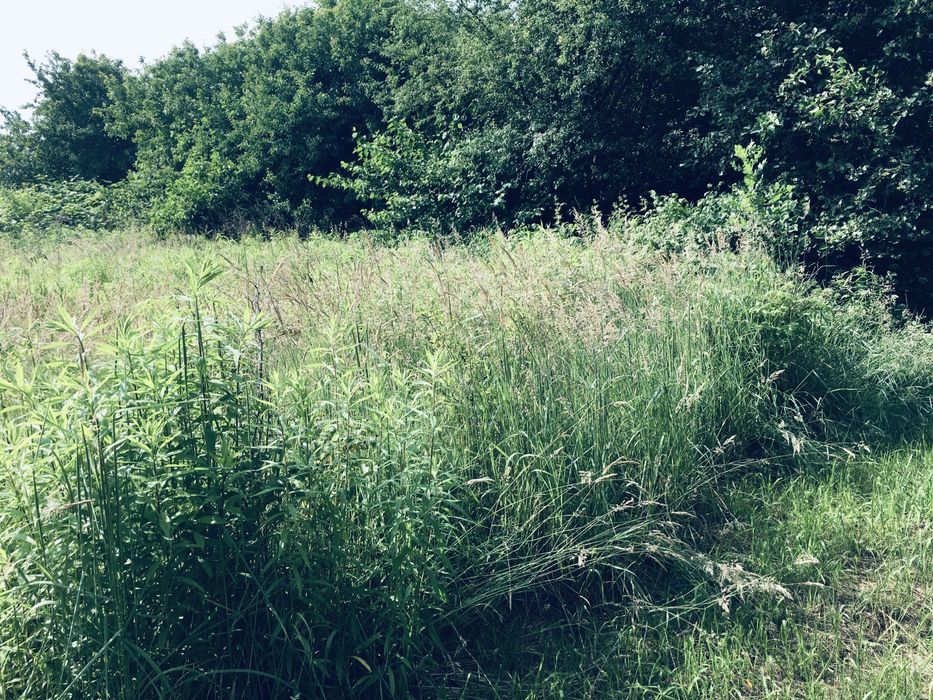 Земельна ділянка в Лісі 18сот. с.Вишнів, 10км.- Луцьк