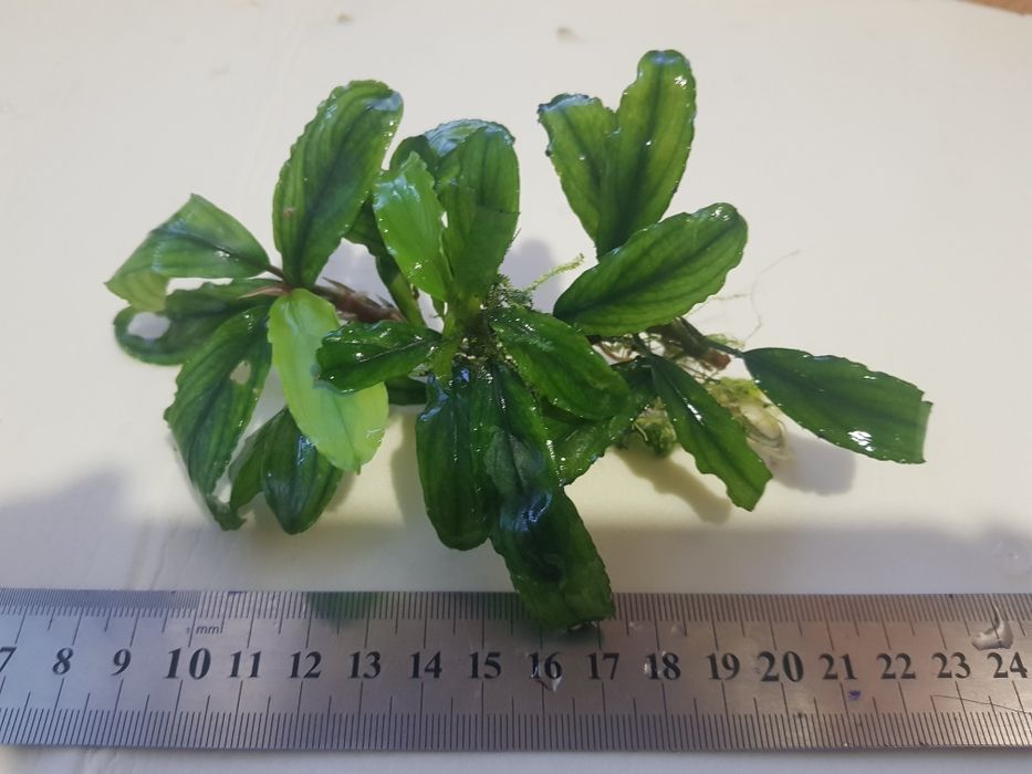 Продам  акваріумні рослини