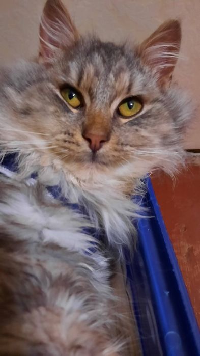 Котики Мінні і Сивогрив  шукають дім ( кіт, киця, кішка, котик, котеня