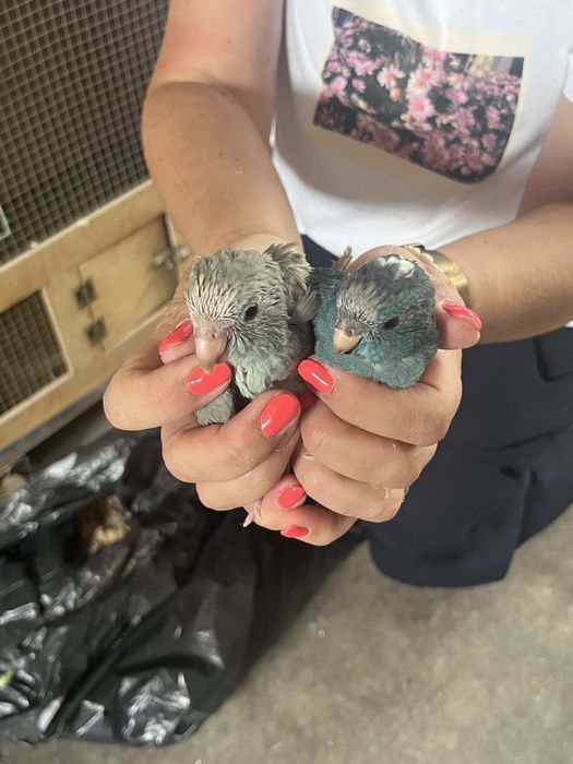 Kakarikis varias cores