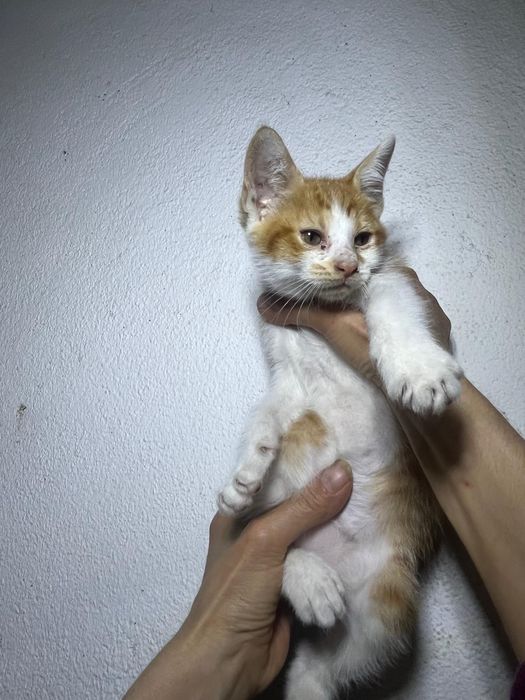 Gatos para adoção