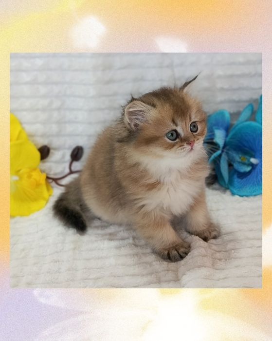 Шикарний пухнастий красунчик Золота Шиншила британчик