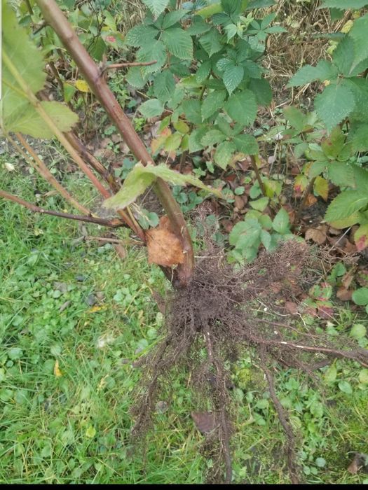 Ожина безколючкова, малина чорна , суниця, троянда плетиста саджанці