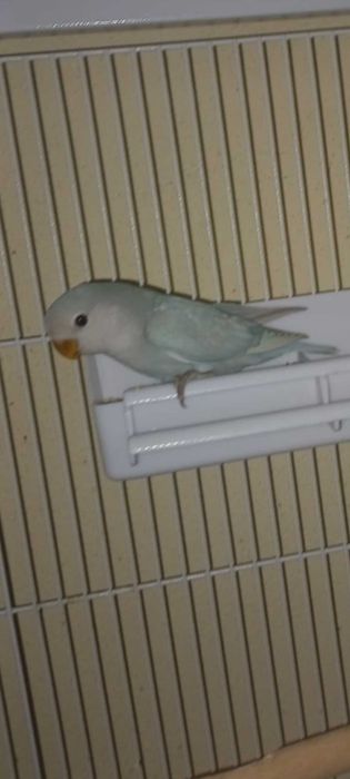 Agarponis não domesticados
