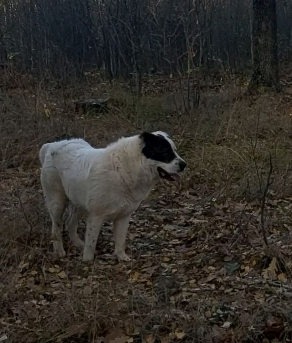 Алабай кабель вязка