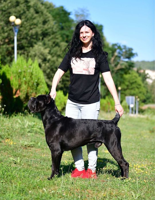 Вязка Кане Корсо Хлопчик з документами КСУ