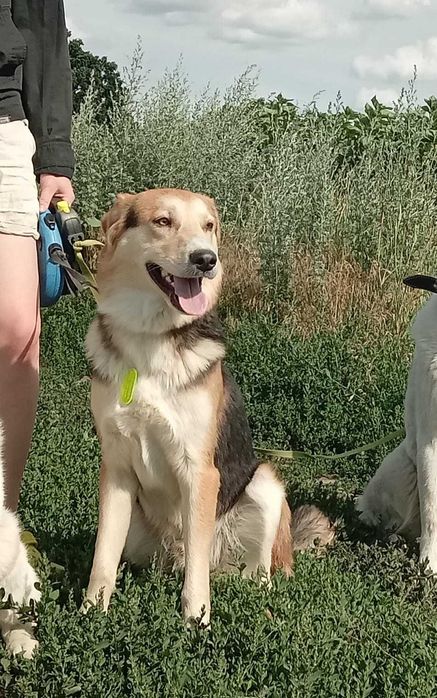 Пропав песик в Кагарлицькому районі