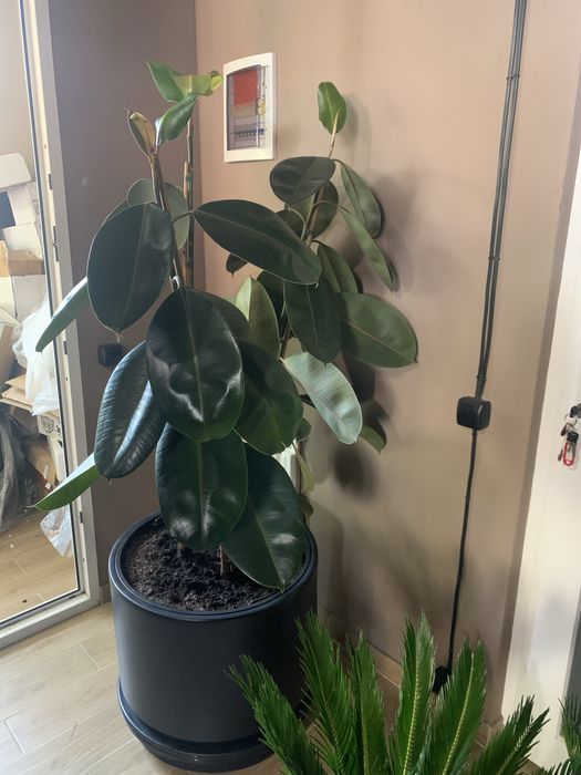 Фікус Робута вис  1, 80  РОЗПРОДАЖ