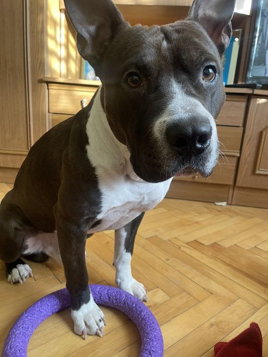 Лагідний дружелюбний молодий Пітбуль песик