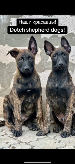 Duth shepherd dogs! Голландские овчарки - хердеры!