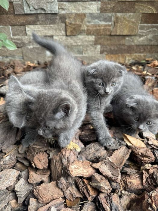 Котики шотландські  чистокровні
