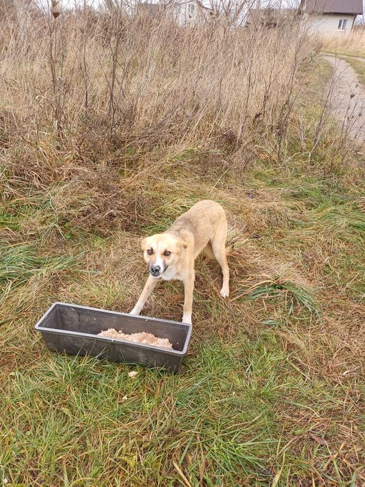 Віддам в добрі руки собаку ,сучка . Стерилізована