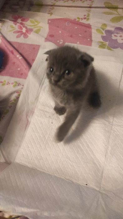 Котята , кот,кошка