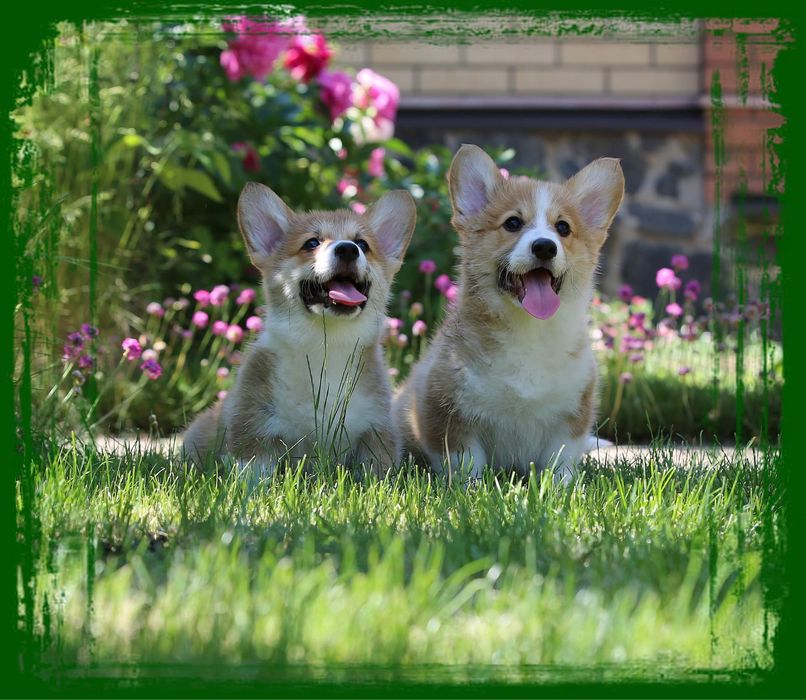 Вельш коргі пемброк