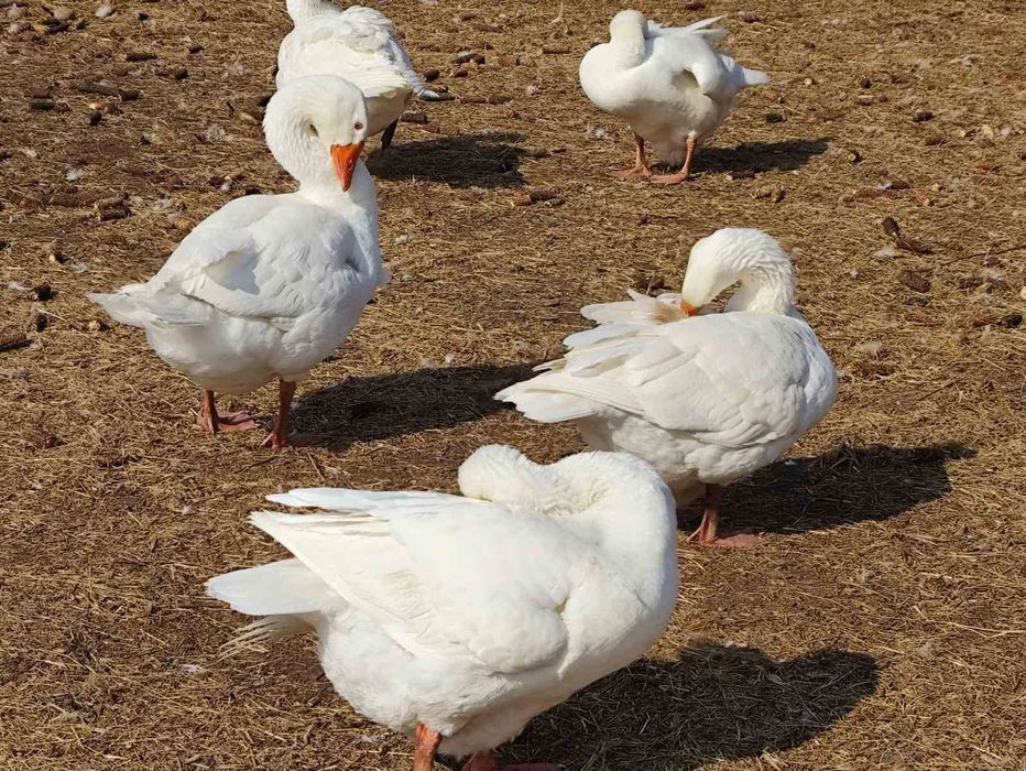Яйця гусячі для інкубації Мамути