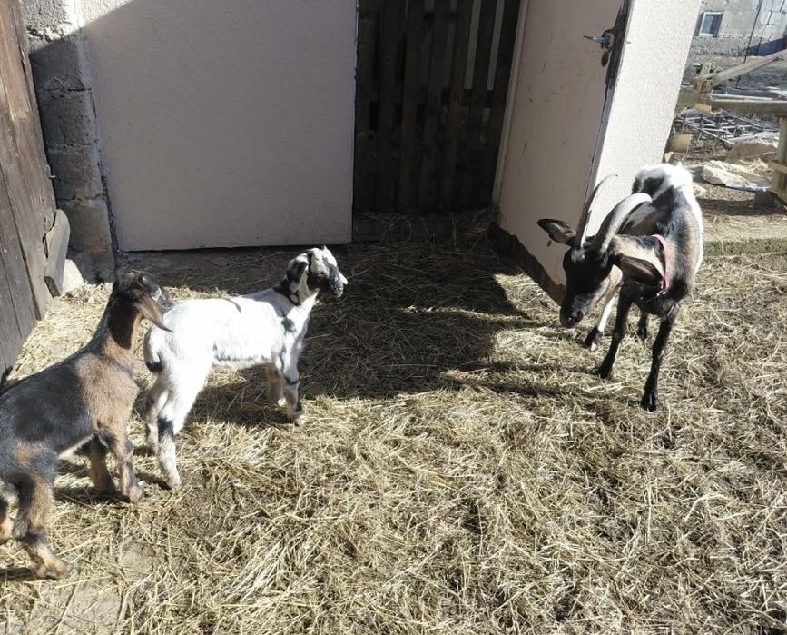 Sprzedam  dużą  kozę