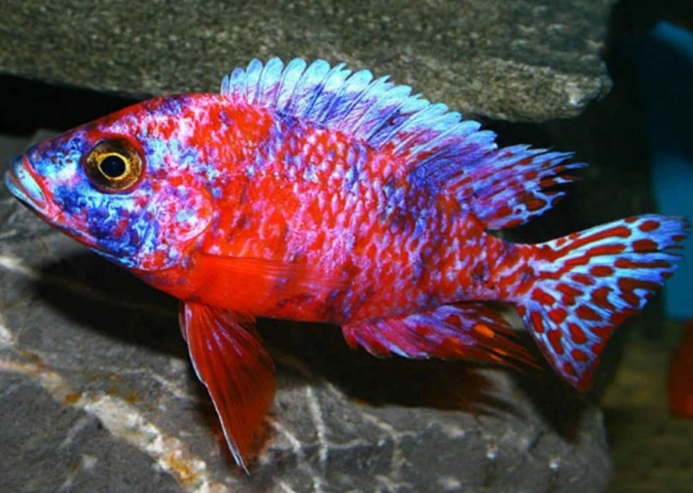 Aulonocara calico RED - OB - Pyszczak - Pyszczaki - dowóz, wysyłka
