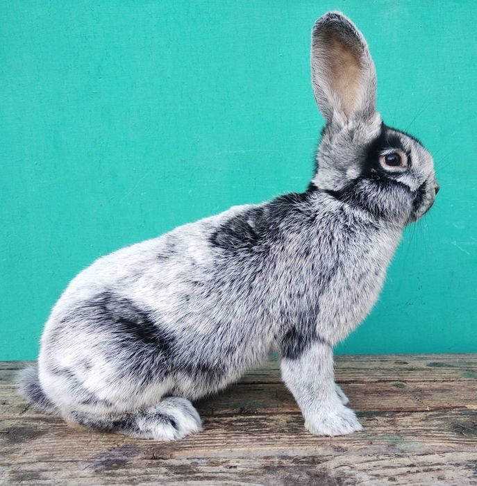 Кролики Велике Світле Срібло