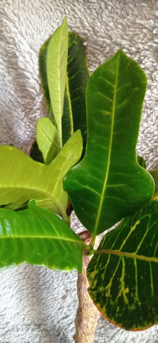 Продам Кротон Кодиеум