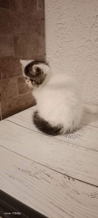 Котик екзотичний короткошерсний