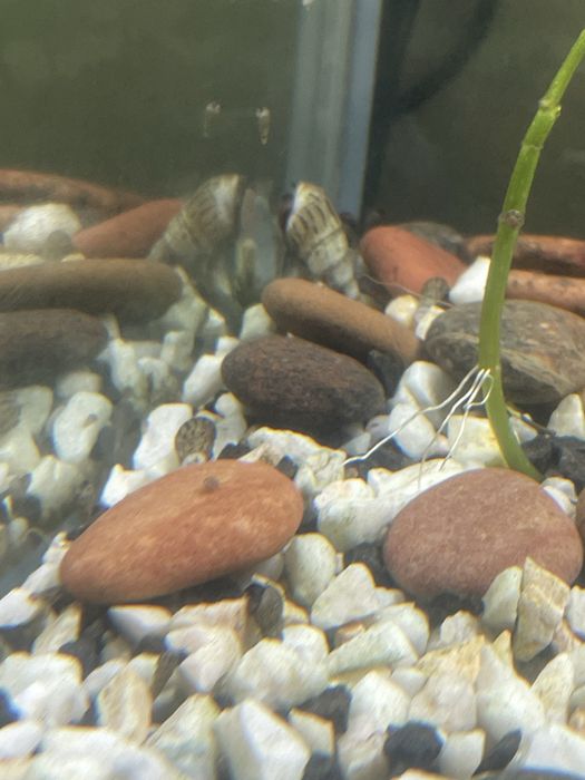 Sprzeda ślimaki  do czyszczenia akwarium