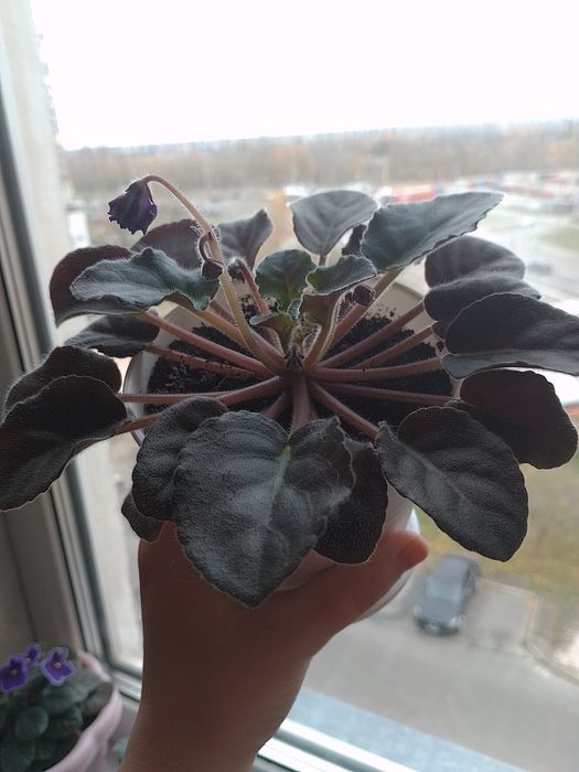 Продам сортову фіалку Нд Матрица