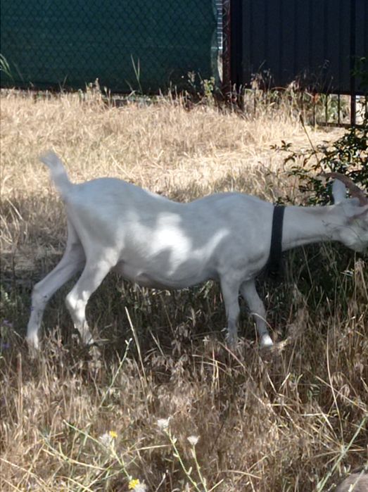 Продаю  дойні кози