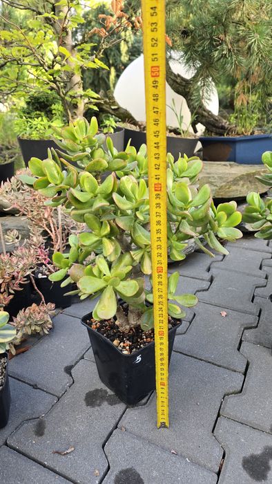 Grubosz Crassula  z Hybryda Lemon Lime