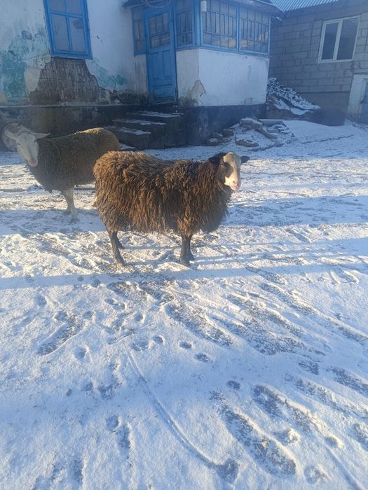 Продам барана романівська порода