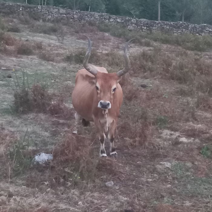 Vendo vacas cachenas