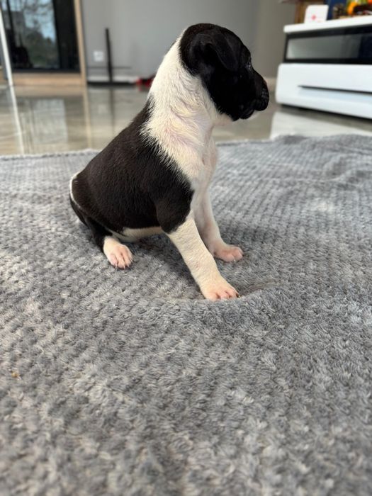 Czarny piesek American Staffordshire Terrier (amstaff)