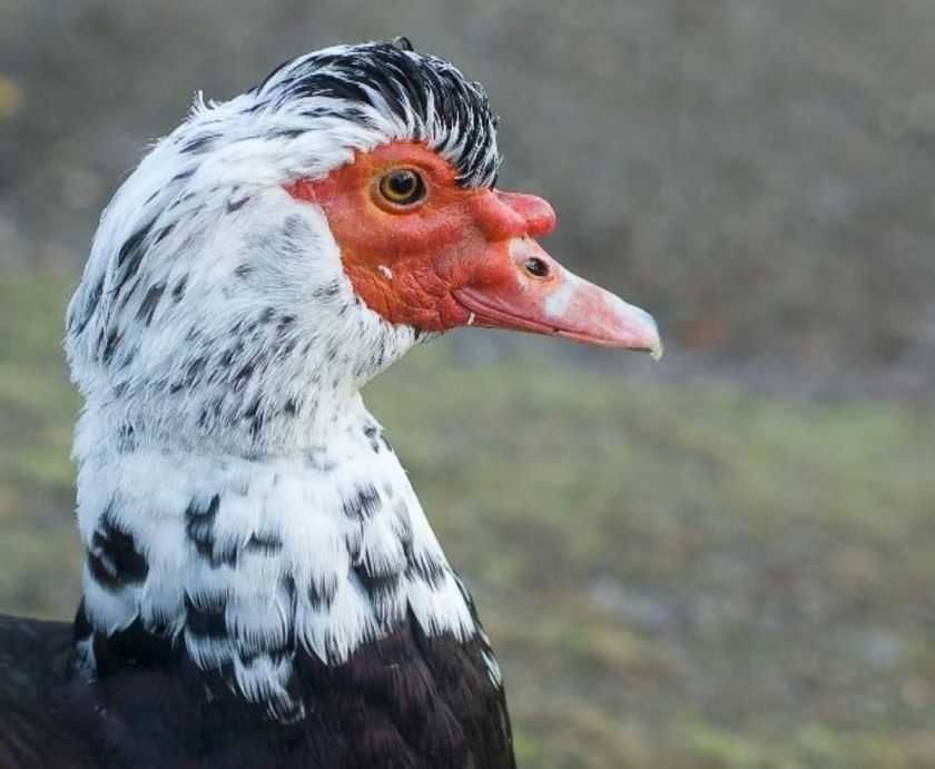 продам яйця індокачки