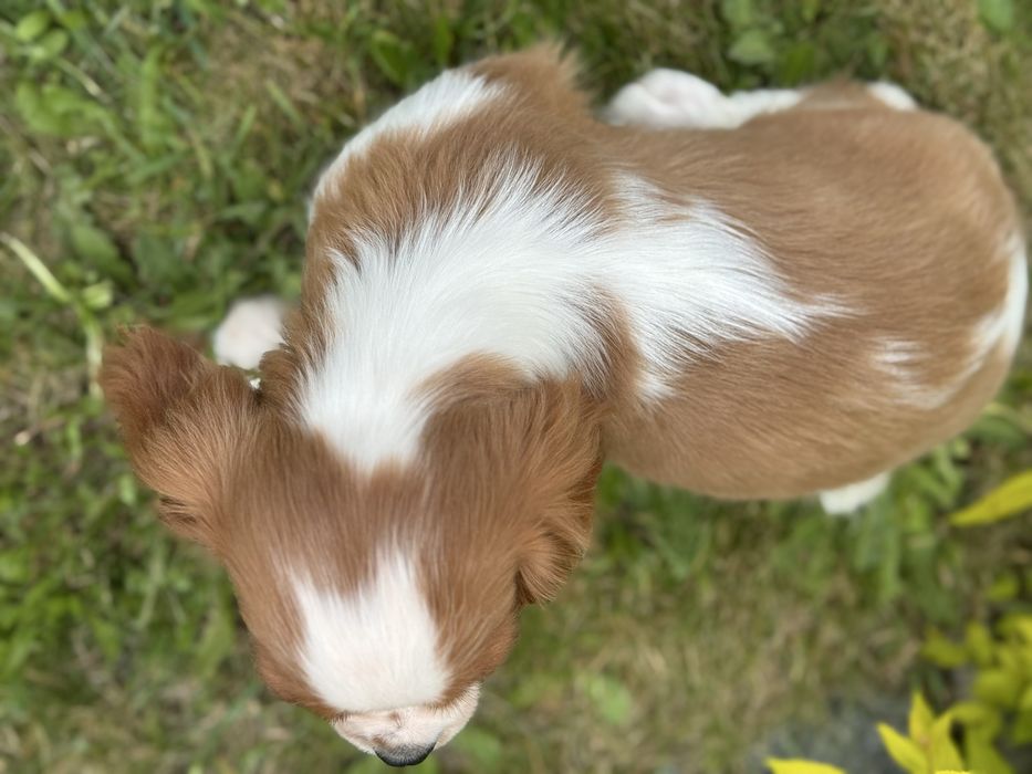 Piesek- cavalier  King Charles  Spamiel
