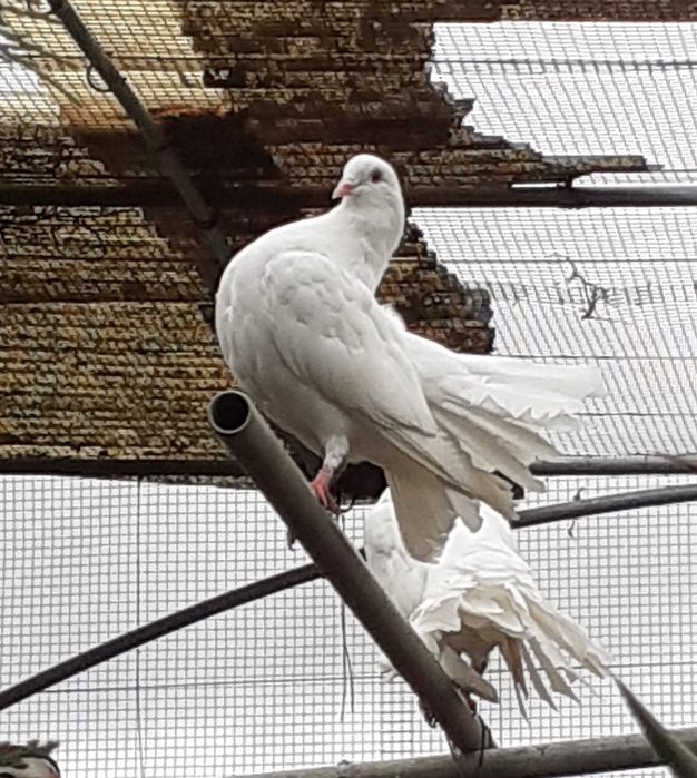 Pombos Brancos _ Rabo Leque brancos