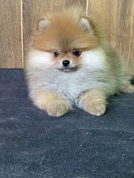 Померанський шпіц