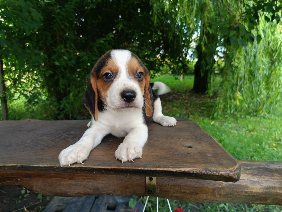 Szczenię Beagle rasowe