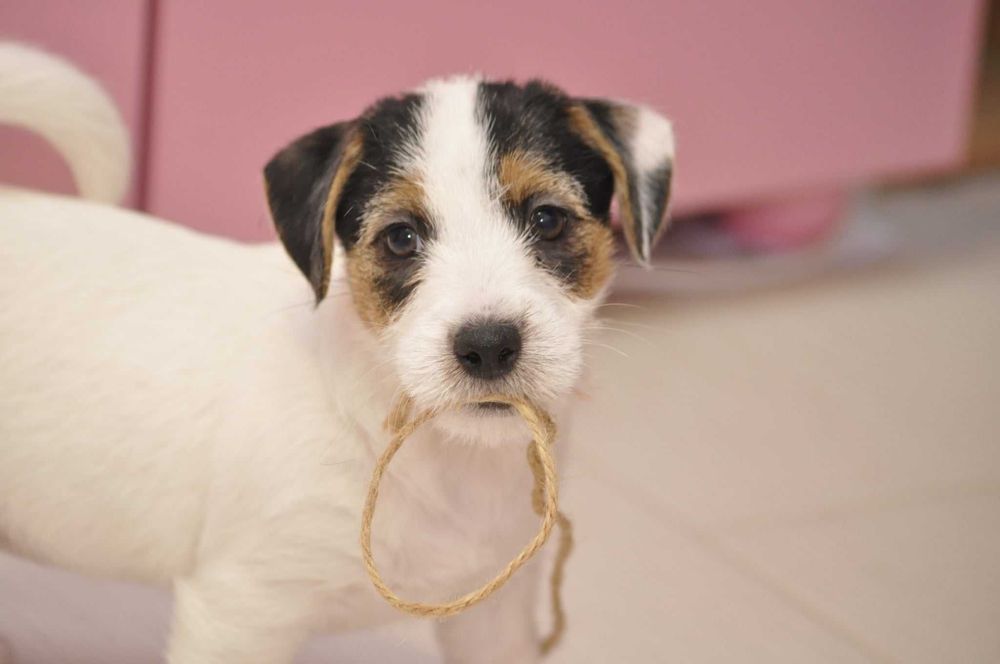Jack Russell terrier ZKWP rodowód metryka gotowa do zmiany domu