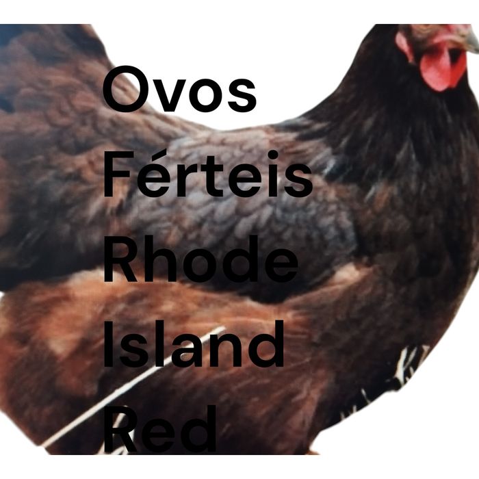 Rhode Island Red, ovos Férteis
