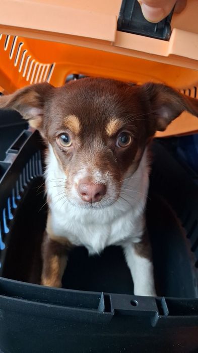 Віддам щеня, дівчинку