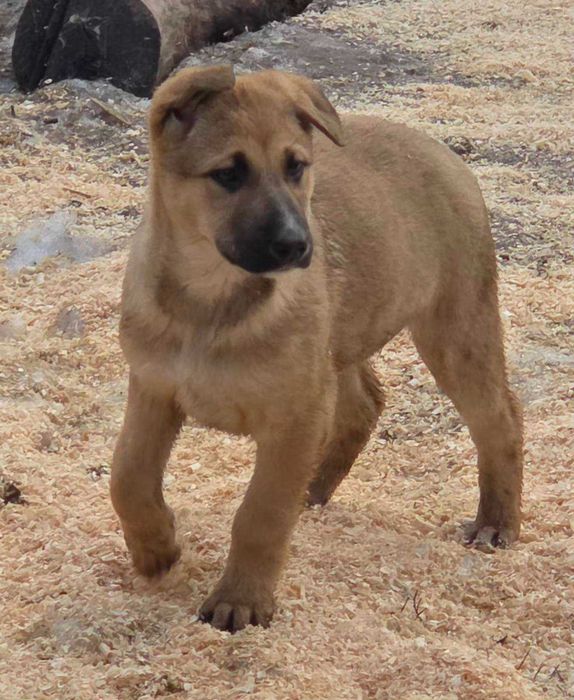 Щенята від мамки овчарки в добрі руки